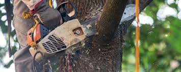 Best Tree Trimming and Pruning  in Mullica Hill, NJ