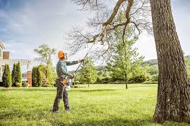 Best Tree Maintenance Programs  in Mullica Hill, NJ